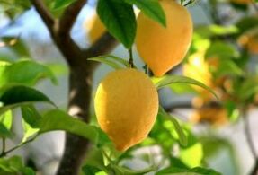 citrina nuo pėdų grybelio